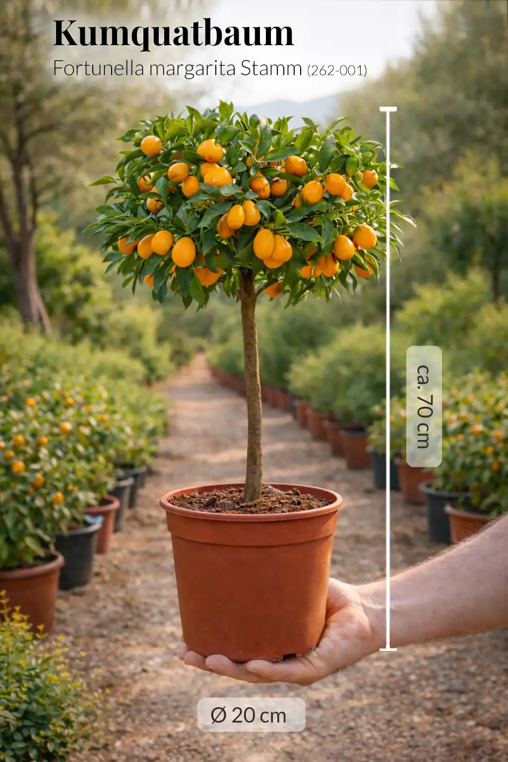 großer Kumquatbaum mit Früchten frisch von der Plantage