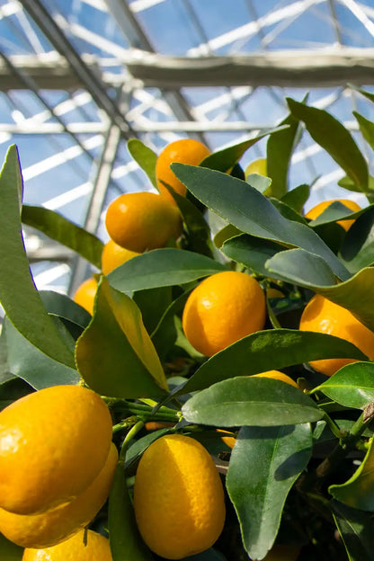 Nahaufnahme von Kumquat Früchten am Kumquatbaum in der Gärtnerei