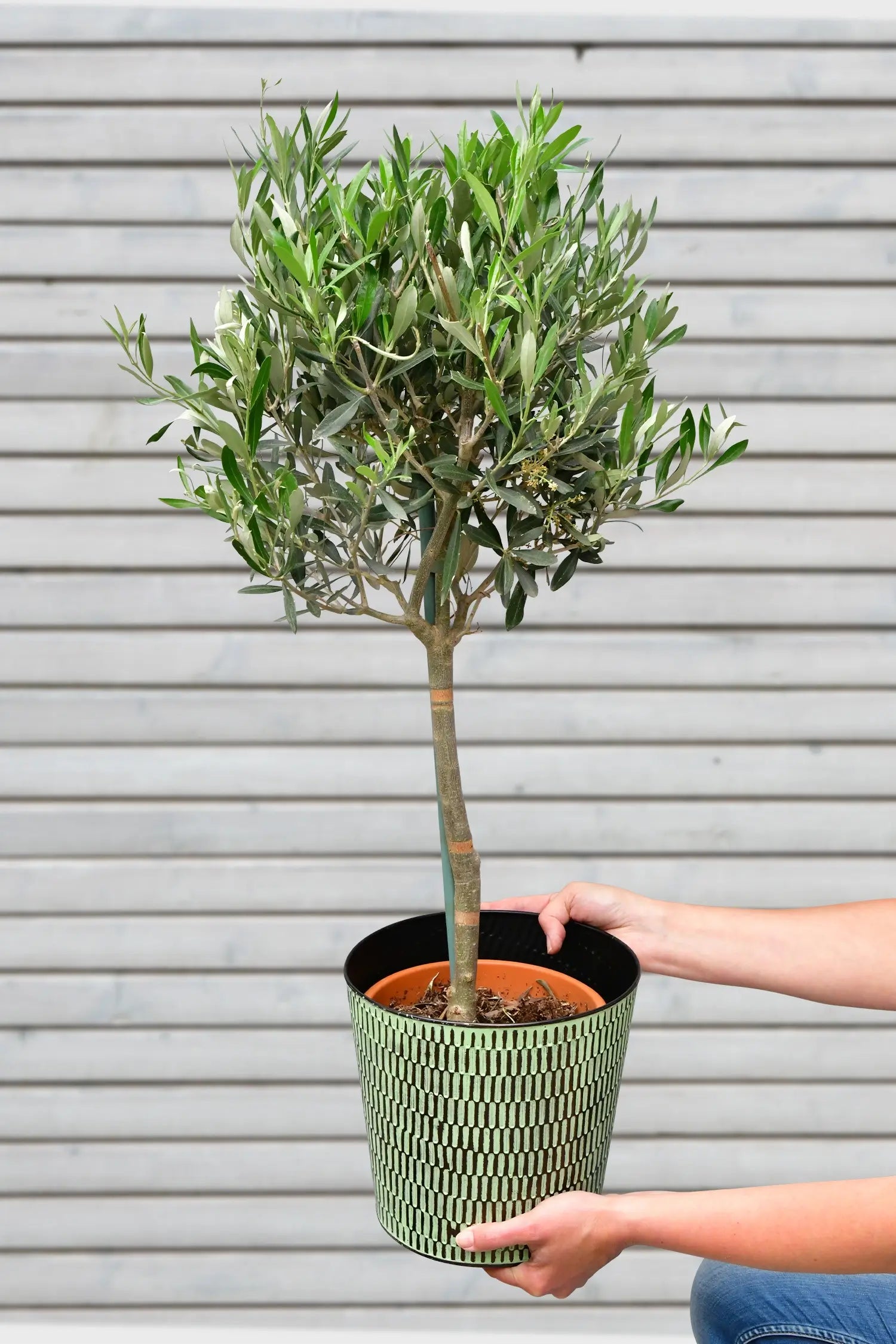 Großer Olivenbaum mediterran für Balkon oder Terrasse, frisch beim GÄrtner kaufen