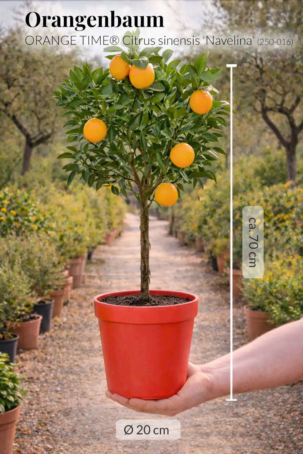 großer Navelina Orangenbaum mit Früchten frisch von der Plantage
