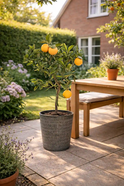 großer Orangenbaum mit Früchten im grauen Metalltopf auf der Terasse