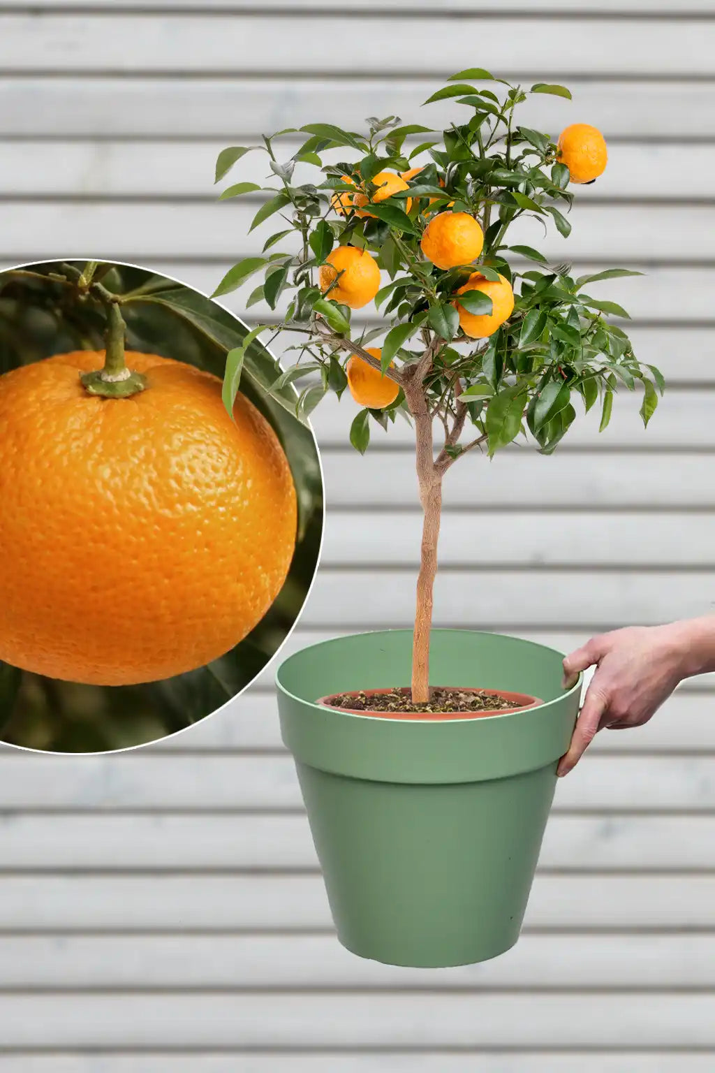 großer mediterraner Yuzu Mandarinenbaum mit Übertopf für die Terasse kaufen