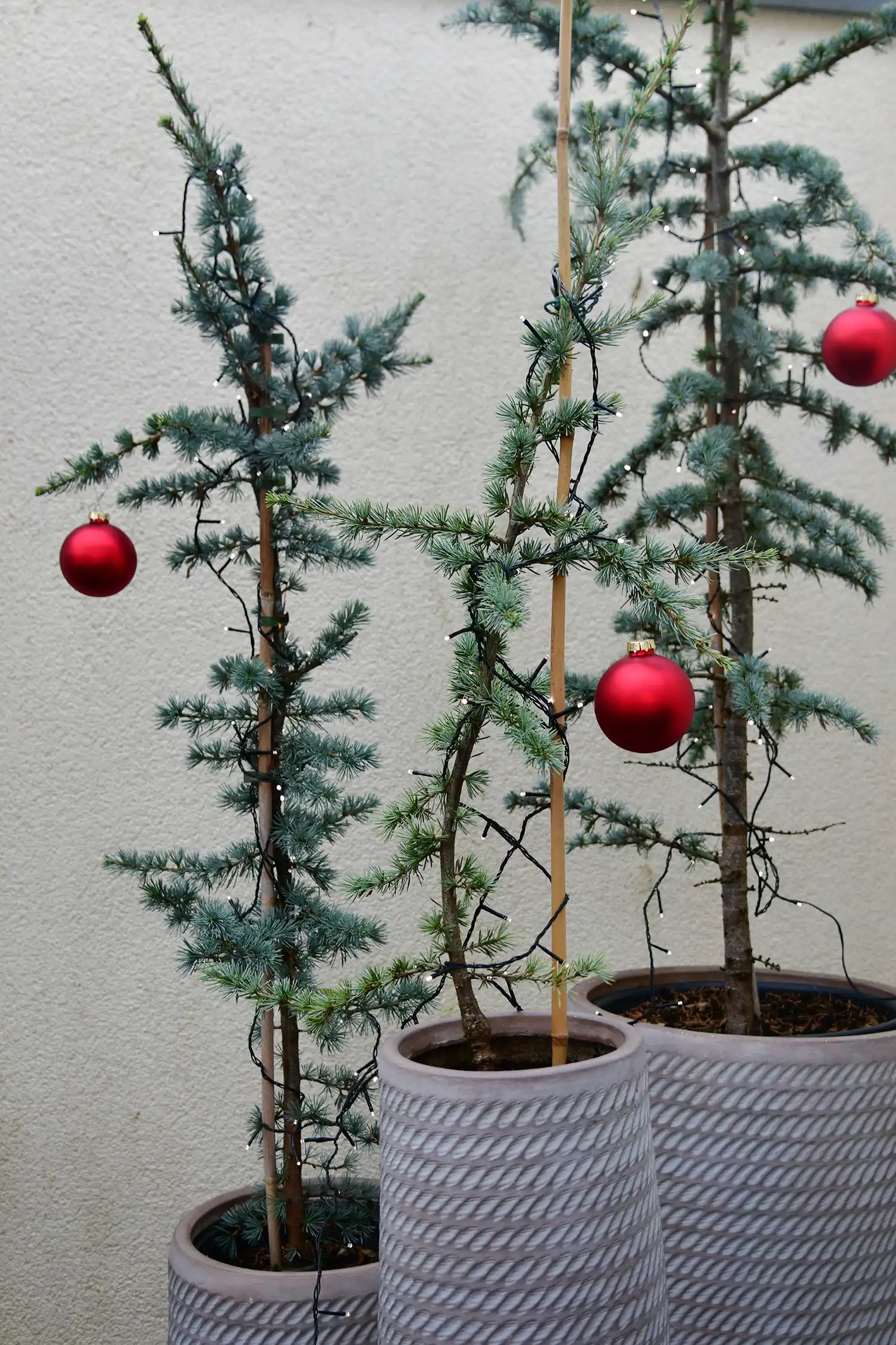 Große Zeder Weihnachtsbaum im Topf, 110-120cm
