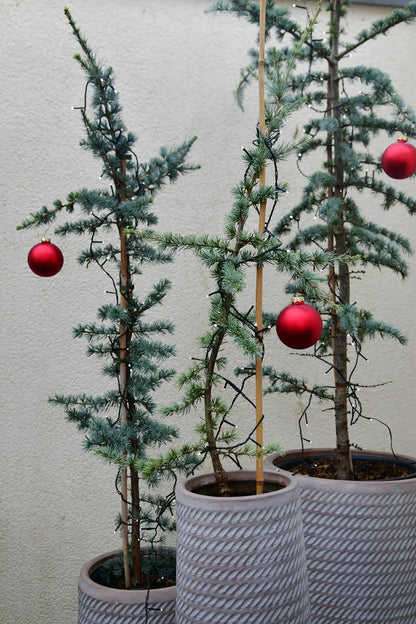 Große Zeder Weihnachtsbaum im Topf, 110-120cm