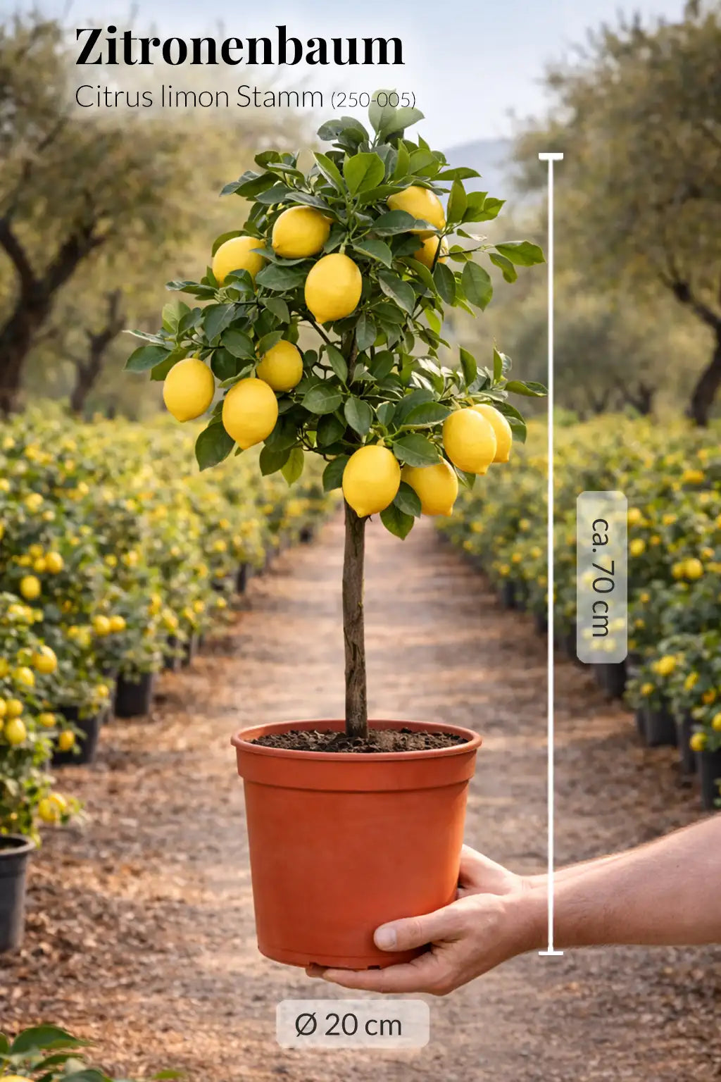 großer Zitronenbaum mit Früchten frisch von der Plantage 