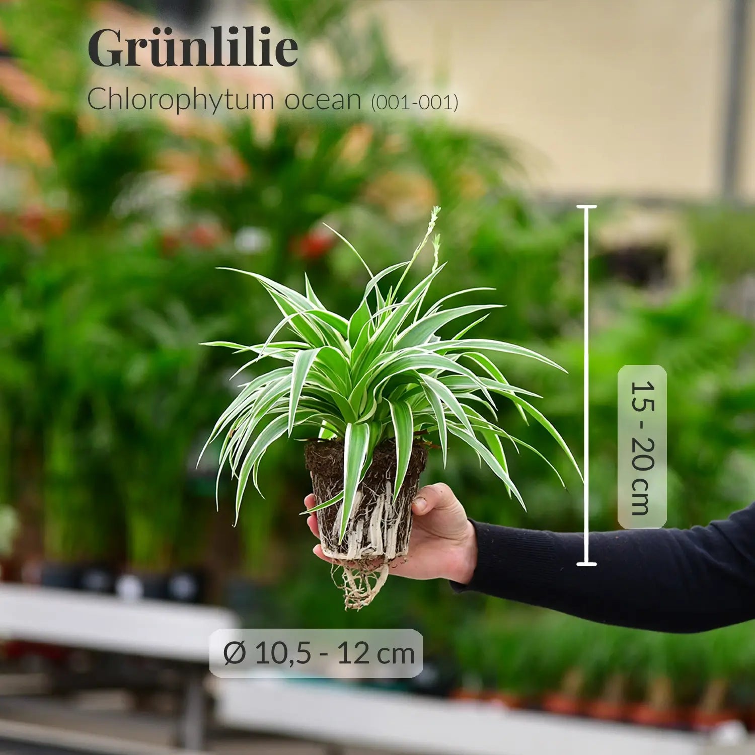 Frische Grünlilie mit gesunden Wurzeln direkt beim Gärtner