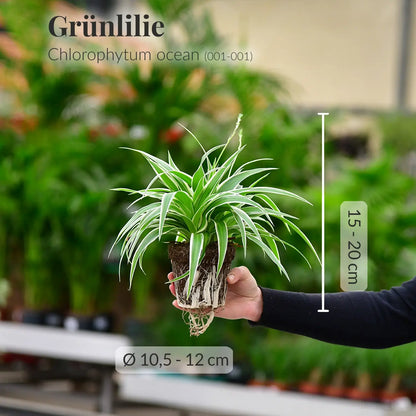 Frische Grünlilie mit gesunden Wurzeln direkt beim Gärtner