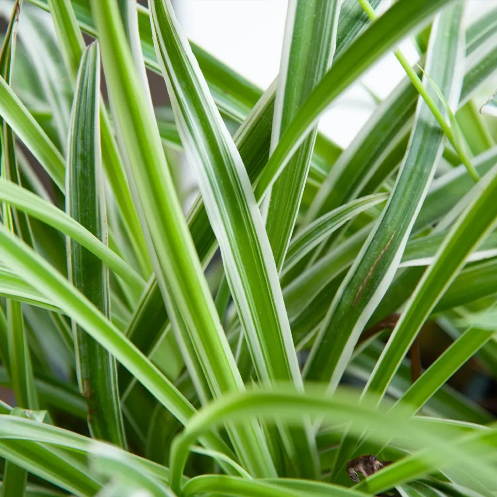 Grünlilien Blätter im Detail, frisch und Grün
