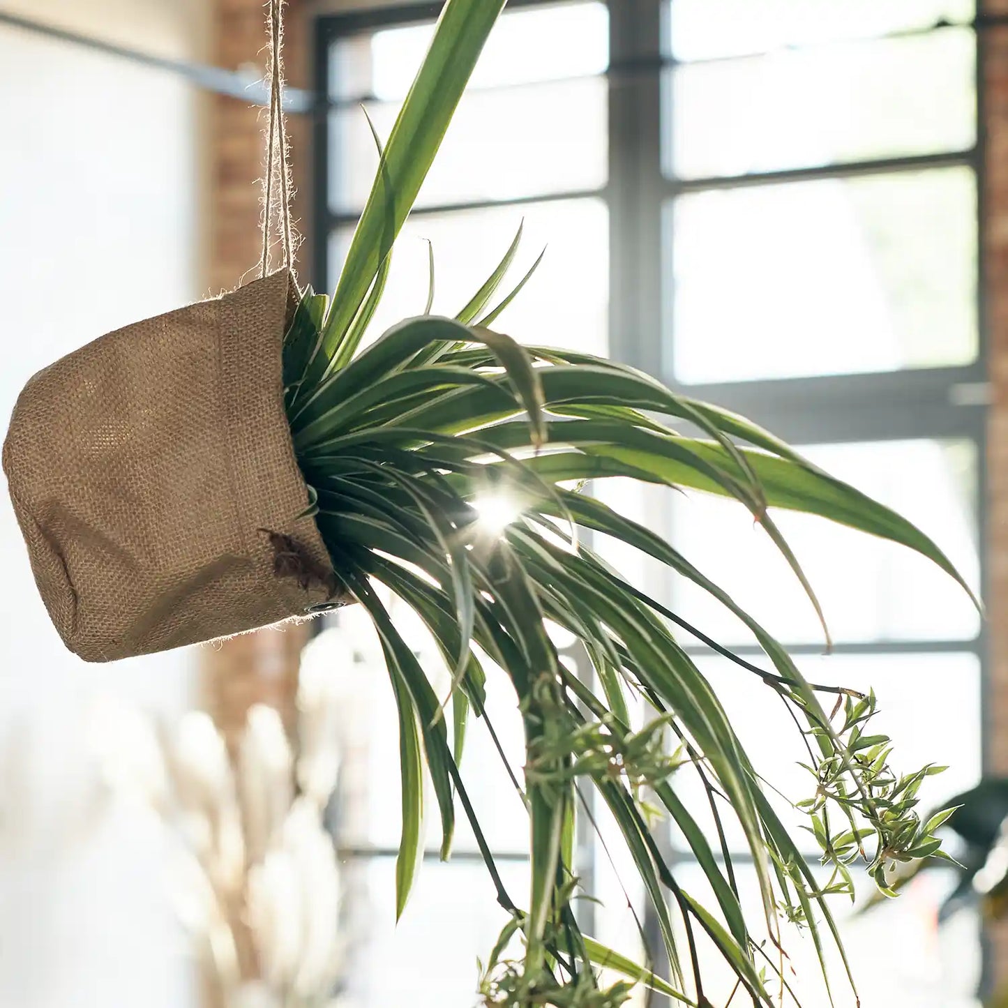 Mix & Match 3er Box Ungiftige Hängpflanzen