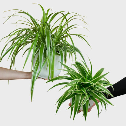 2 frische tierfreundliche Grünlilien direkt vom Gärtner bestellen