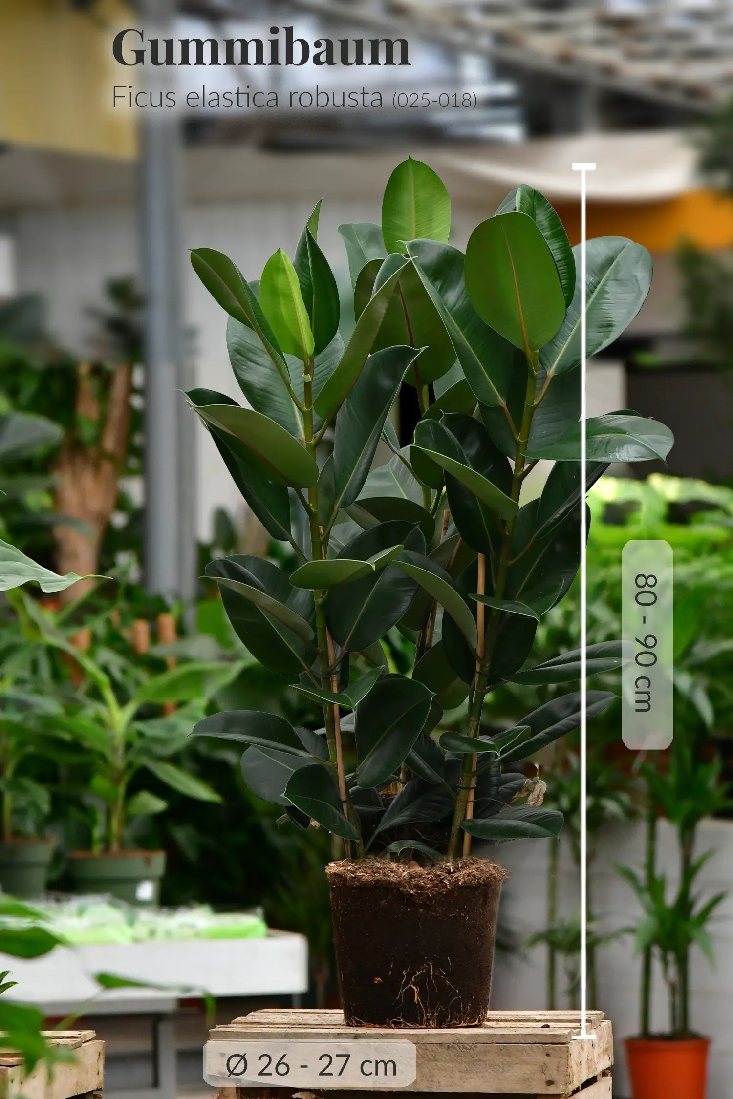 Frischer Gummibaum, gesund beim Gärtner, mit Wurzeln