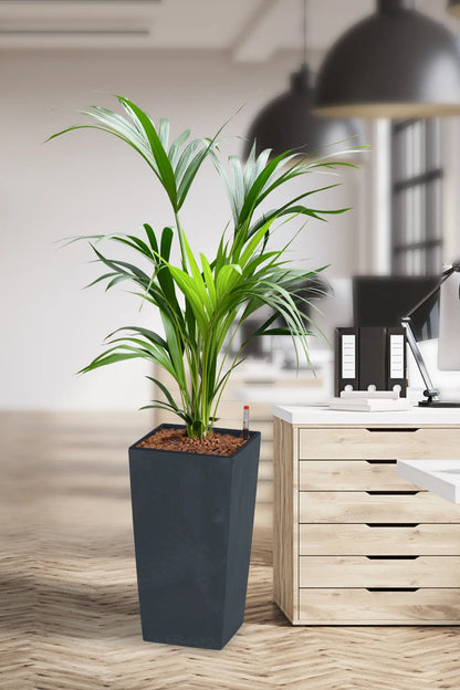 Hydro Kingsize Kentia Palme 110-120cm