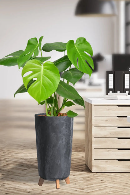 Hydro Kingsize Monstera, 60-80cm