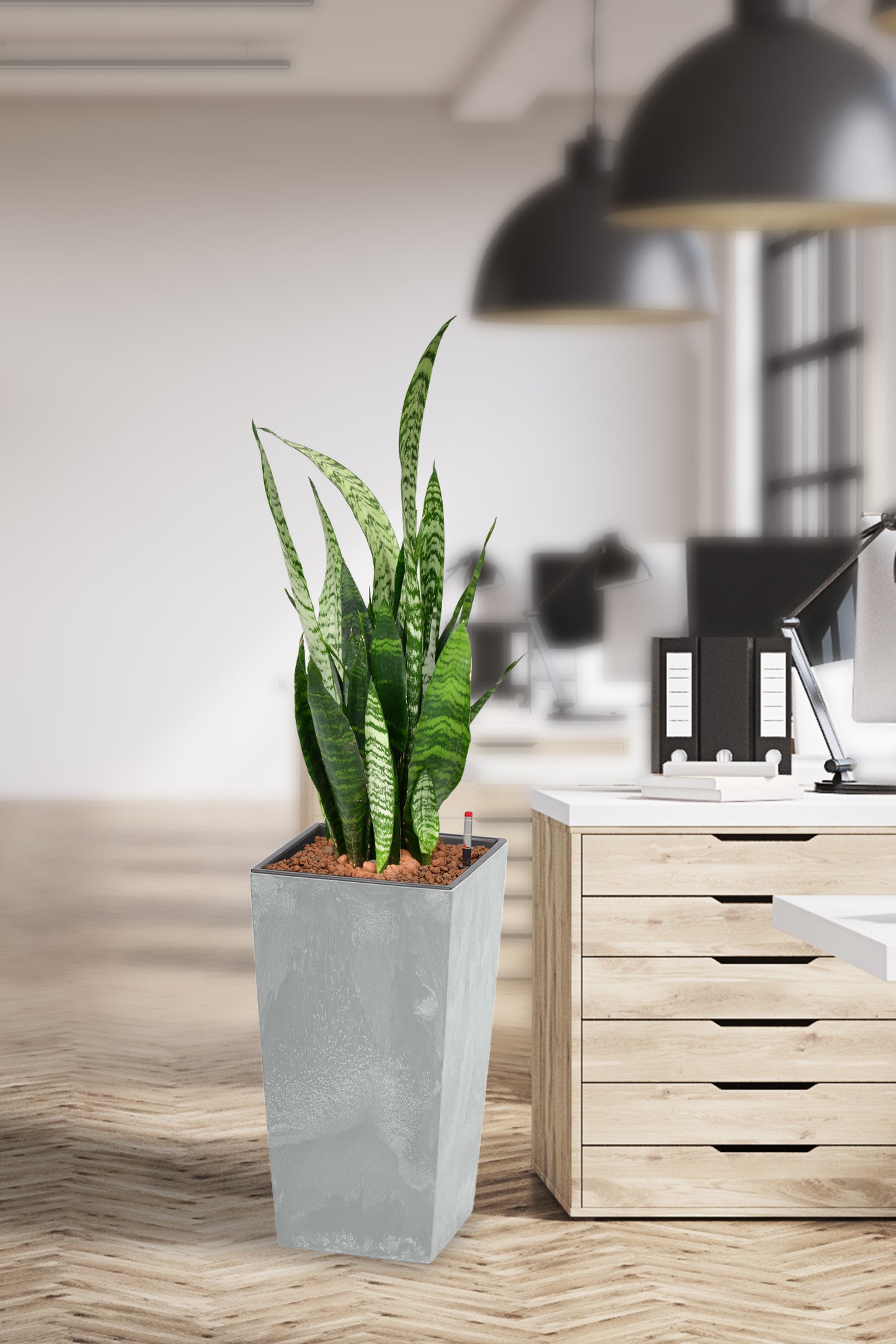 HYDRO SET XL Büropflanze Bogenhanf mit hoher Vase in Betonoptik