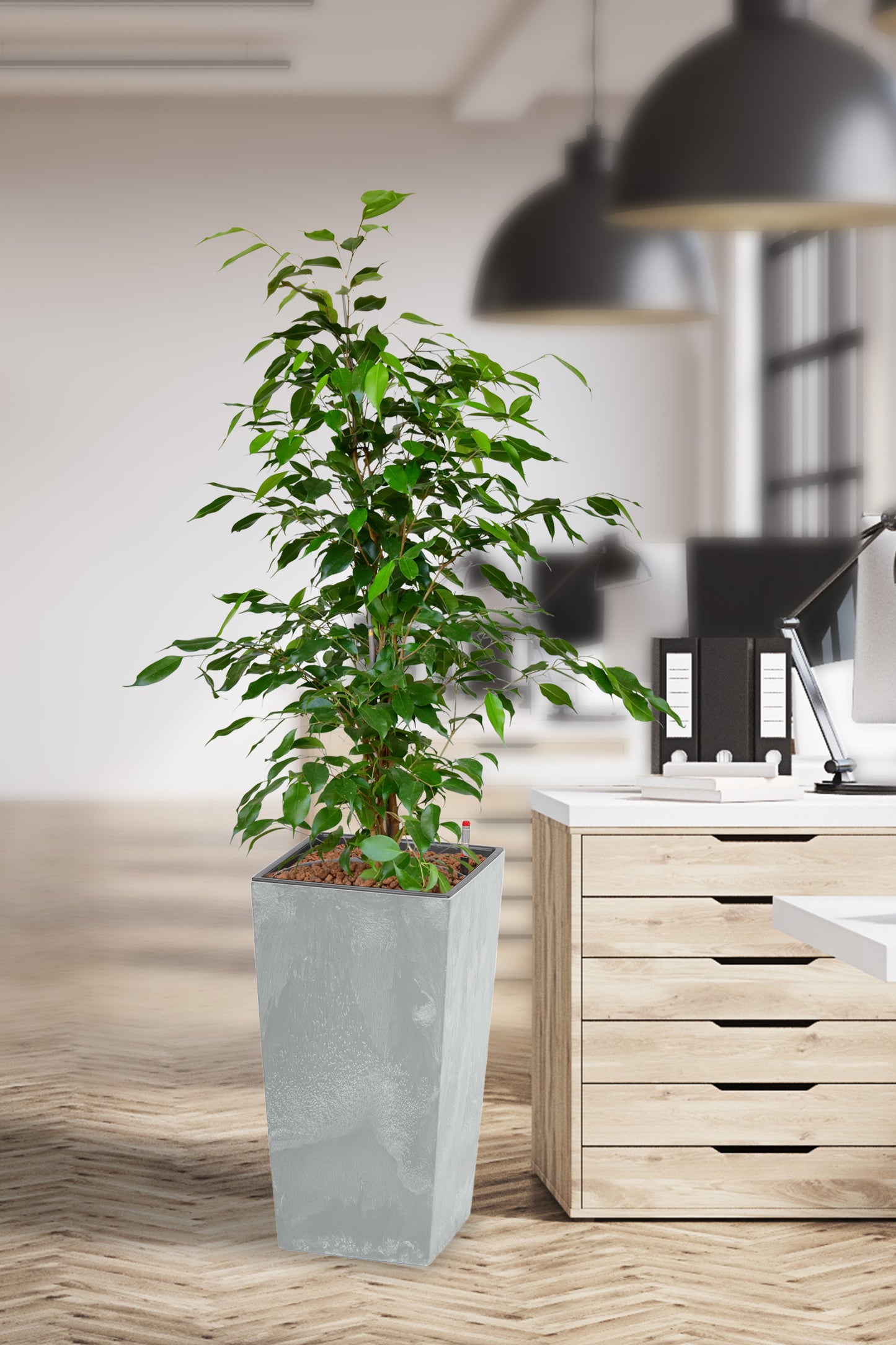Hydro XL Büropflanze Ficus Betonoptik hohe Vase