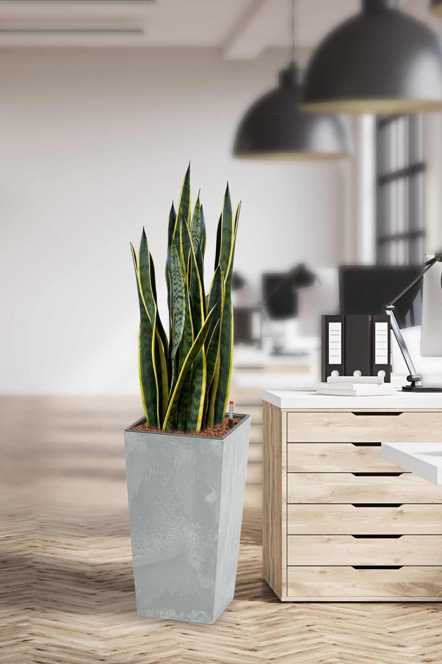 HYDRO SET XL Büropflanze Sansevieria mit hoher Vase in Betonoptik