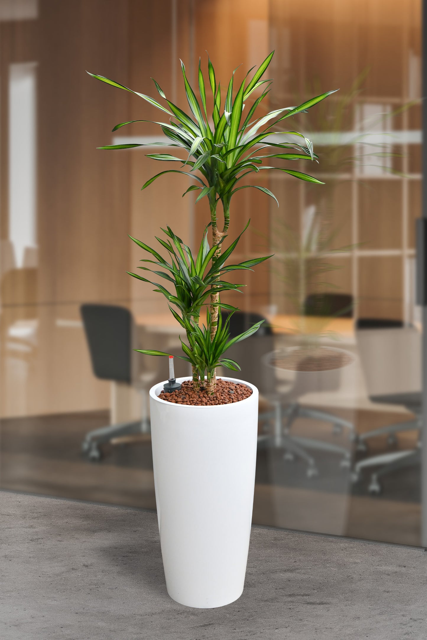 Hydro Kingsize Drachenbaum Rikki 110-120cm