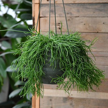 Hängender Korallenkaktus vor Holzwand