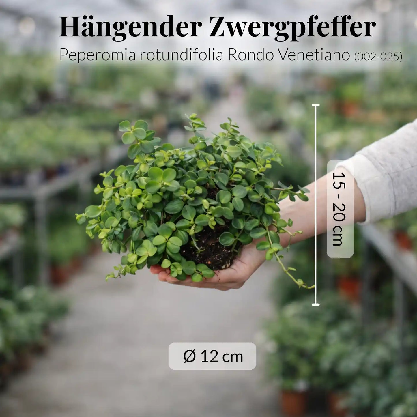 Mix & Match 3er Box Ungiftige Hängpflanzen