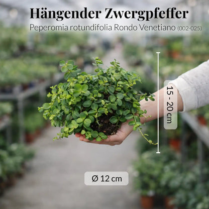 Mix & Match 3er Box Ungiftige Hängpflanzen