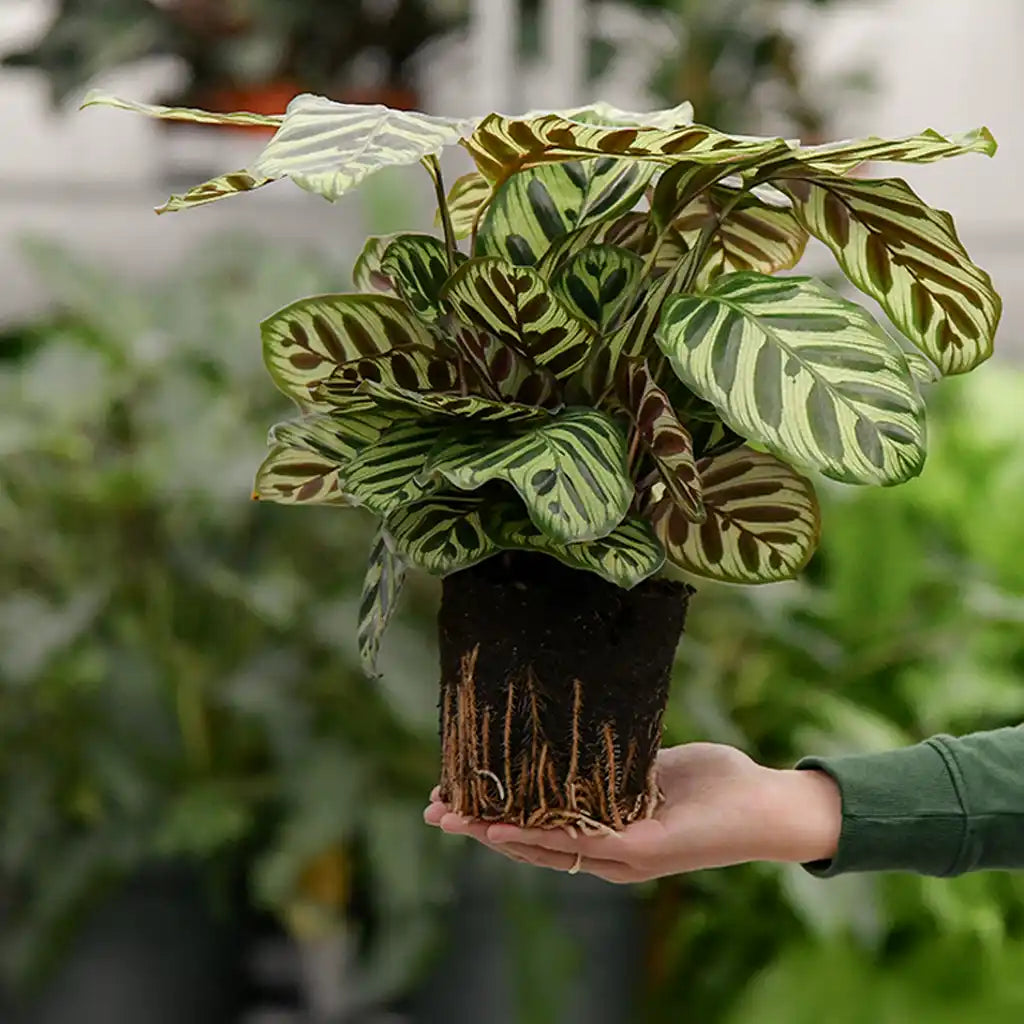 Gärtnerbild Calathea zeigt unsere handverlesenen Premium Pflanzen mit Wurzel