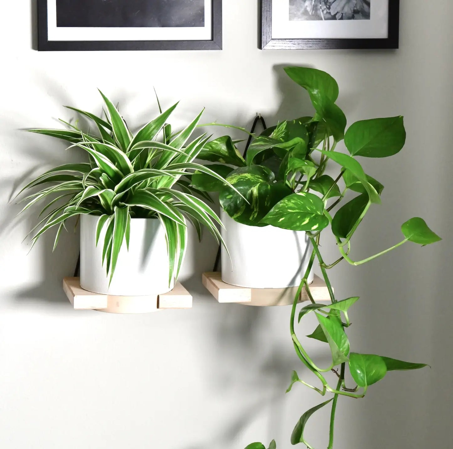 pflegeleichte hängepflanzen mit wandhalterung an der Wand mitl bildern