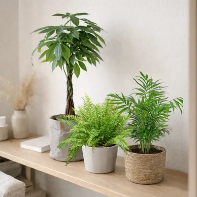 ungiftige Pflanzenbox mit Farn, Bergpalme und Glückskastanie in modernen Übertöpfen