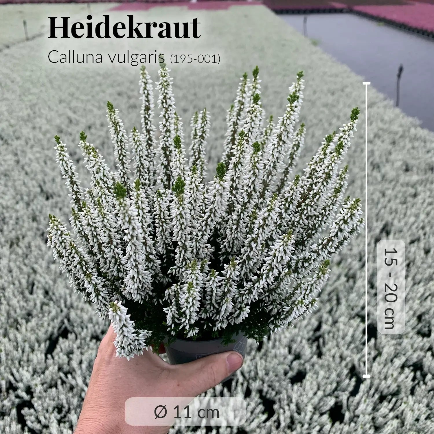 Frische Heidekraut Calluna Pflanze mit gesunden Wurzeln direkt beim Gärtner