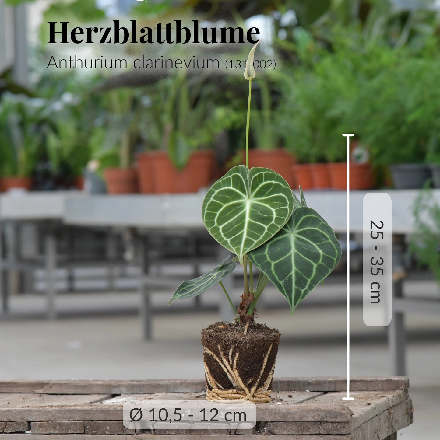 Deine Herzblattblume