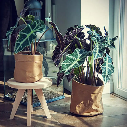 Allocasia in Sizo Bag Lederoptik Papiertüte Übertopf für Zimmerpflanzen