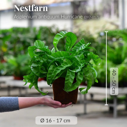 Hurricane Nestfarn frisch beim Gärtner mit gesunden Wurzeln