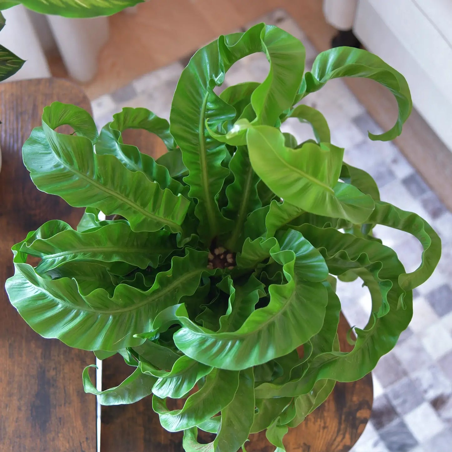 Hurricane Nestfarn Aufsicht von oben, gedrehte Blätter