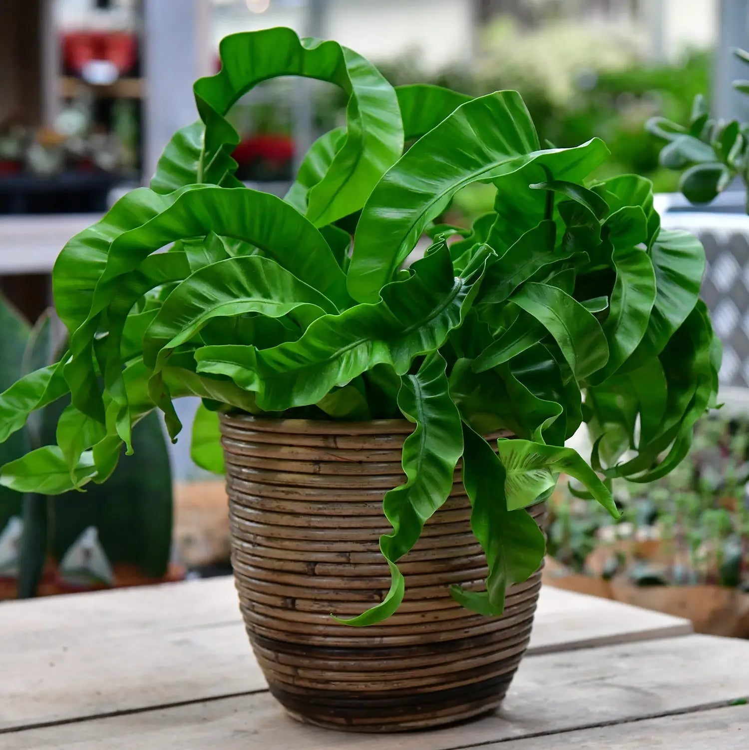 Hurricane Nestfarn in Bambustopf Deko