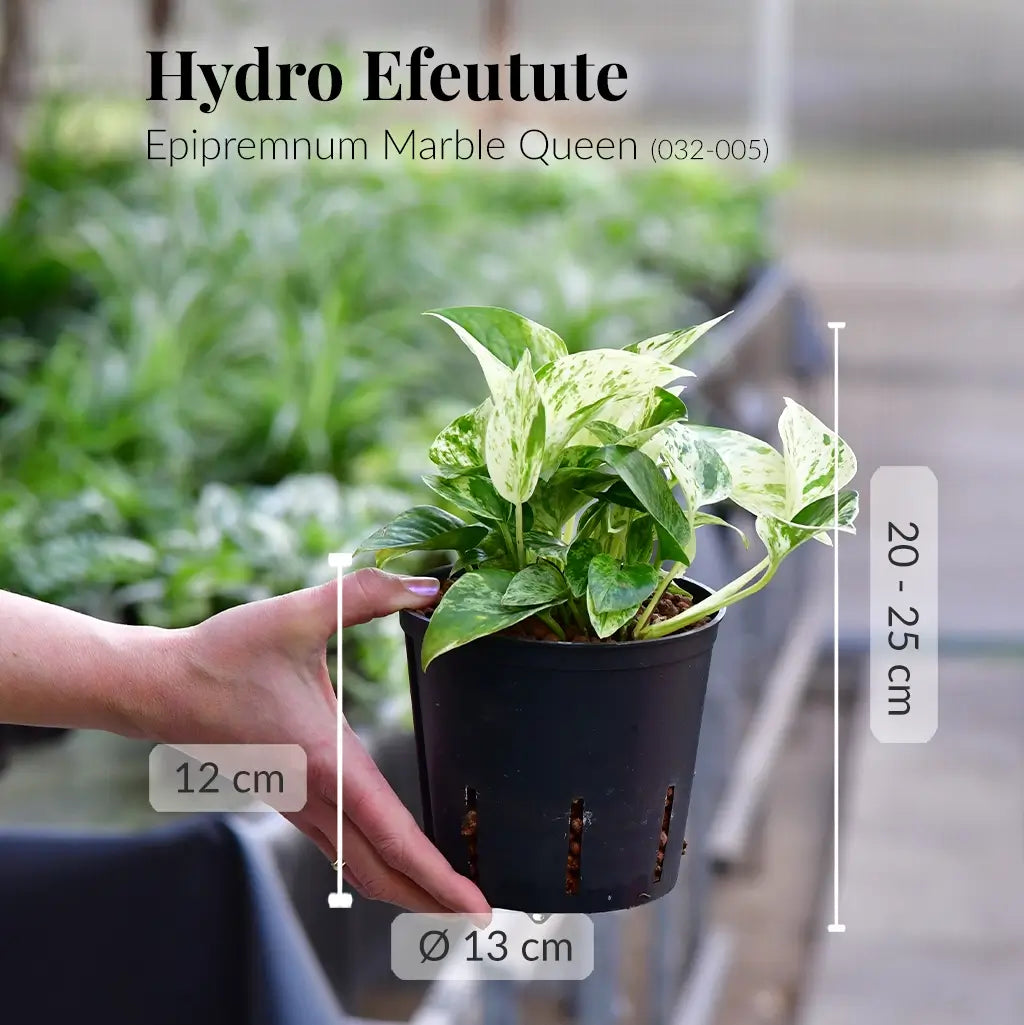 Efeutute in hydrokultur frisch beim Gärtner