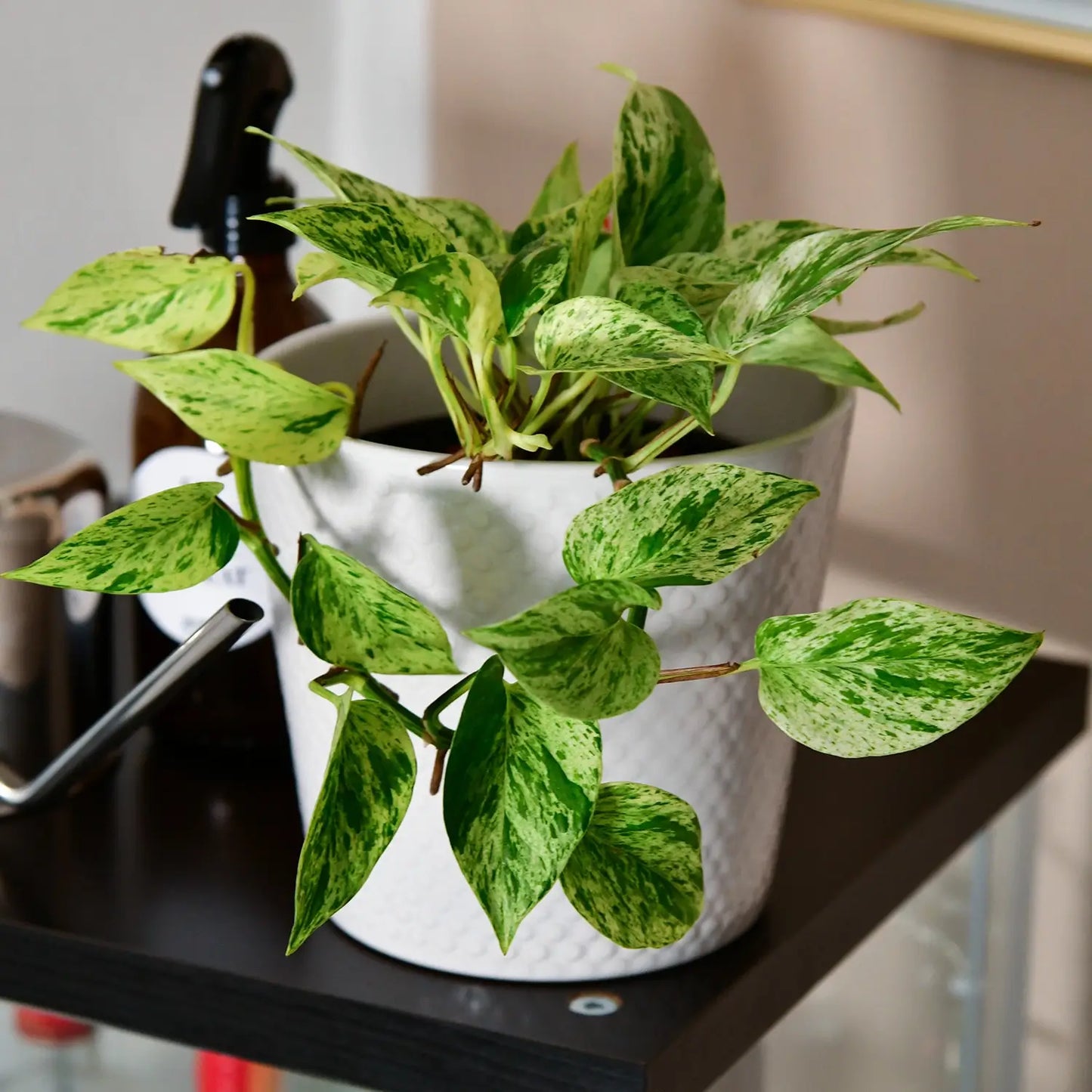 Hydro Efeutute Marble Queen