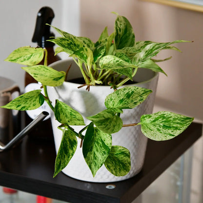 Hydro Efeutute Marble Queen