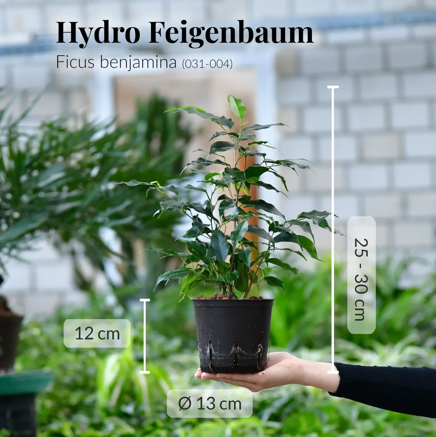 Frischer Ficus Benjamina direkt beim Gärtner