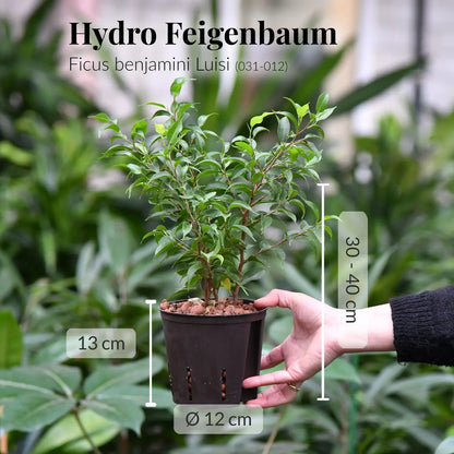 15er Box Hydrokultur Büropflanzen bewährte Klassiker (3x XXL, 12x bis H50cm)