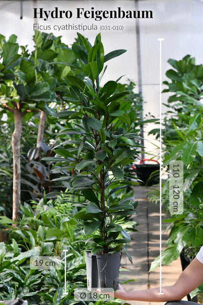Afrikanischer Feigenbaum Hydrokultur Pflanze fürs Büro oder Office frisch vom Gärtner