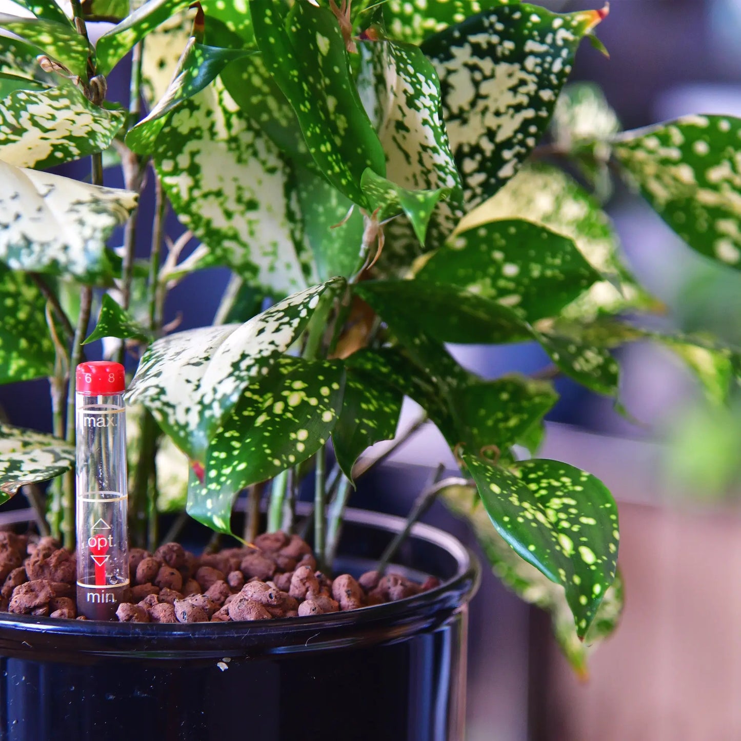 weiß grün gesprenkelte Blätter vom Hydro Florida Beauty