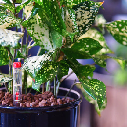 weiß grün gesprenkelte Blätter vom Hydro Florida Beauty