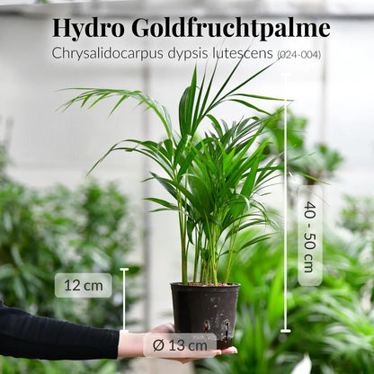 4er Box Hydro Katzentraum