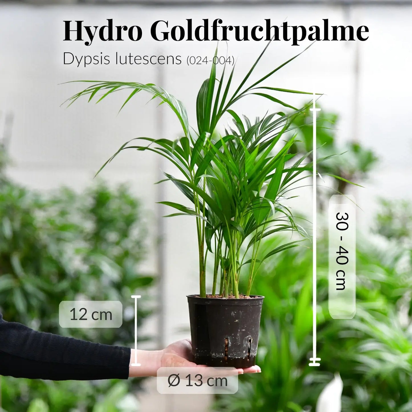 Hydro Goldfruchtpalme