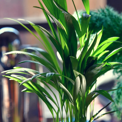 SPECIAL OFFER 4er Box Cat Smile + Katzengras