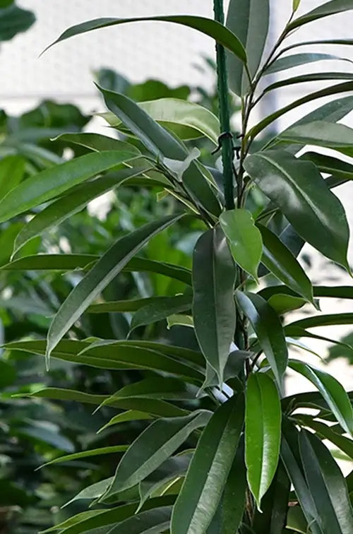 Nahaufnahme eines Ficus