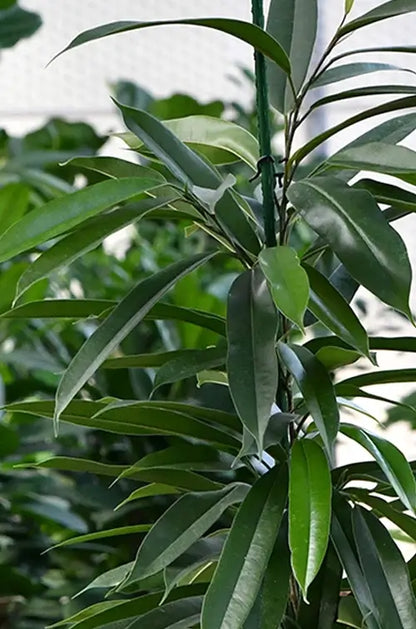 Nahaufnahme eines Ficus