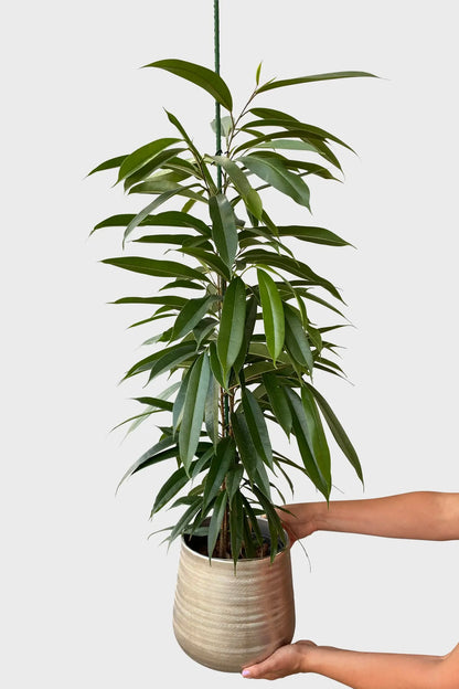 Hydro Kingsize Ficus Amstel King 110-120cm