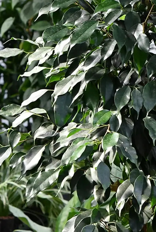 Hydro Kingsize Ficus Benjamina, 110-120cm