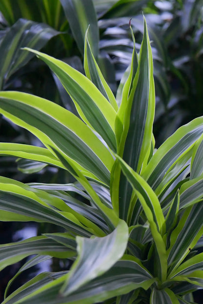 Hydro Kingsize Lemon Drachenbaum 110-120cm