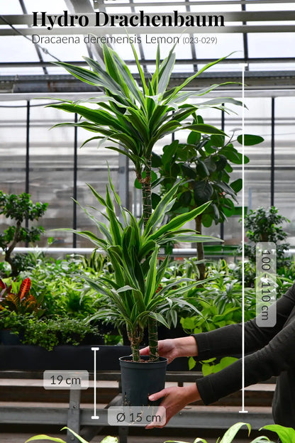 Hydro Kingsize Lemon Drachenbaum 110-120cm